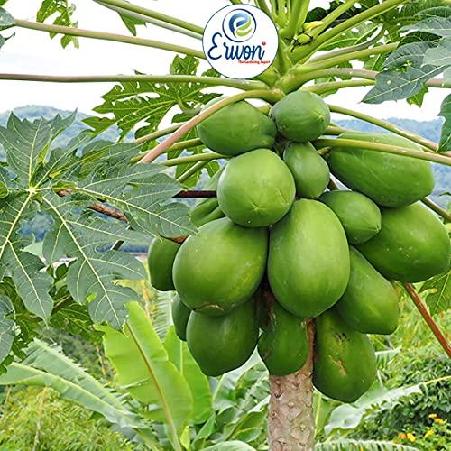 Erwon Erwon NPK for Papaya Fruits ( 200 gm fruit NPK )