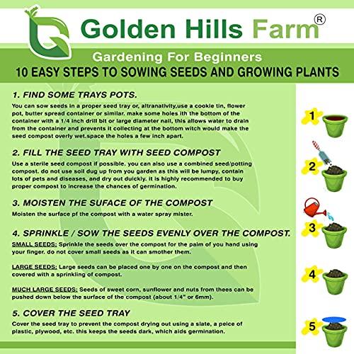Golden Hills Farm Golden Hills Farm Hybrid Coriander/Dhaniya/Kothamalli 500+ seeds