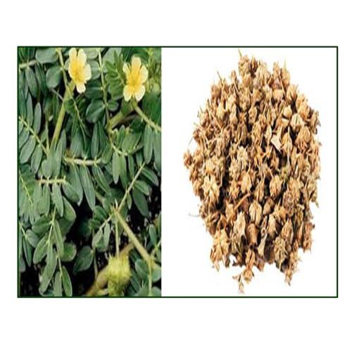 Ketley Gold Ketley Gold Tea Bag 10kg | Premium Strong Assam Tea | 5kg x 2