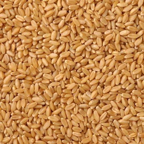 Cloudbail Retail 8299583400 Wheat Gehun/Gehu 950 gm. Hand Picked Clean Premium Wheat Whole (Sabut Gehu) Sharbati, , 950 Gm.