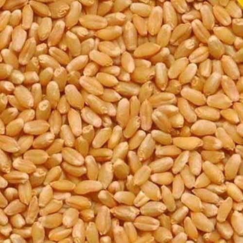 Generic Sharbati Wheat - 2kg