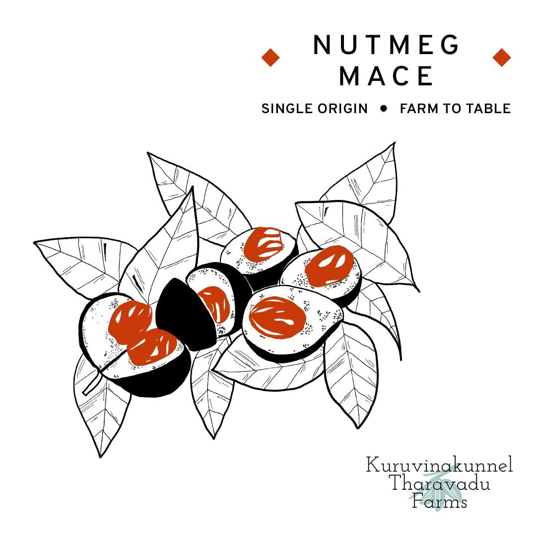 Kuruvinakunnel Tharavadu Farms Nutmeg Mace (Organically Grown | Single Origin | Farm To Table) 20 gms