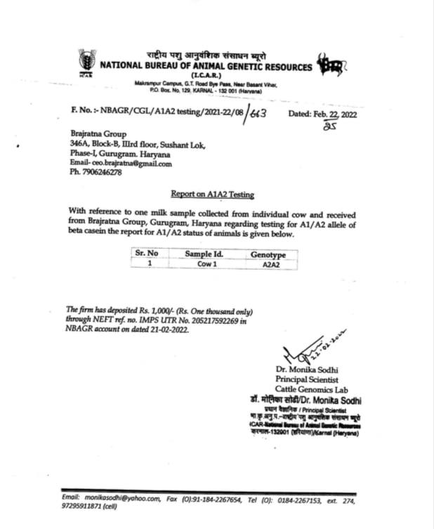 BrajRatna Brajratna A2 Gir Cow Ghee | 100% Desi Cow | Vedic Bilona Method | pack of 2 (500 ML) | Immunity Booster | A Product of Women Self Help Group (SHG)