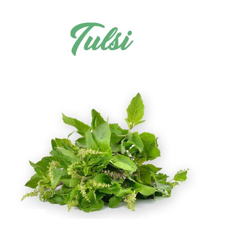 Indopharma Industries Indopharma Industries Refreshing Kombucha Green Tea, for Holistic Wellness, Inner Balance, and Vitality, Natural detoxifying, Gut Friendly Kombucha Drink (Tulsi, Pack of 1)