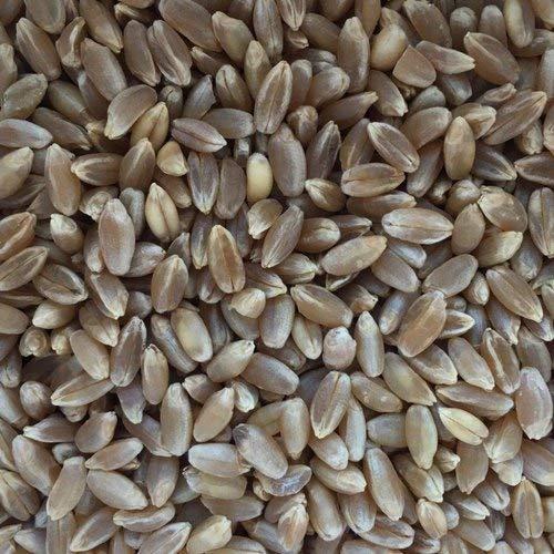 Aromatic Aromatic Rare Wild Black Wheat/Kala Gehun/Pahadi Gehun-1kg (2kg)