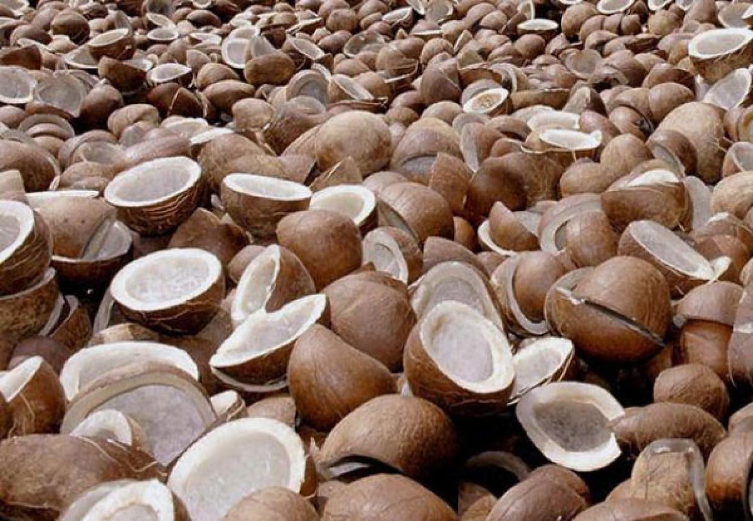 VANAM VANAM Fresh Sun dried Half Coconuts (Copra) - 1 Kg | Dry Coconut Halves | Sabut Gota | Khopra | Kobbari | Sukha Nariyal | Gola Copra