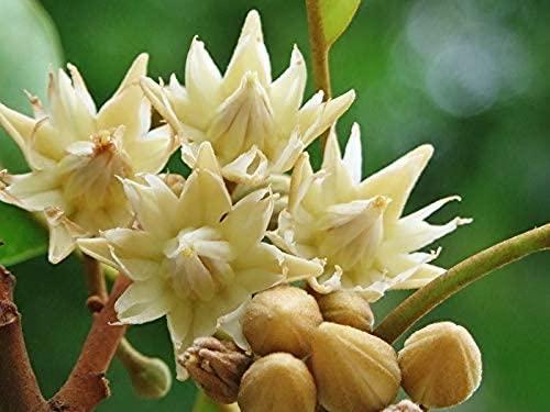 neotea Neotea Dried Magilam Poo Maul sari Flower Spanish cherry Flower 250gm