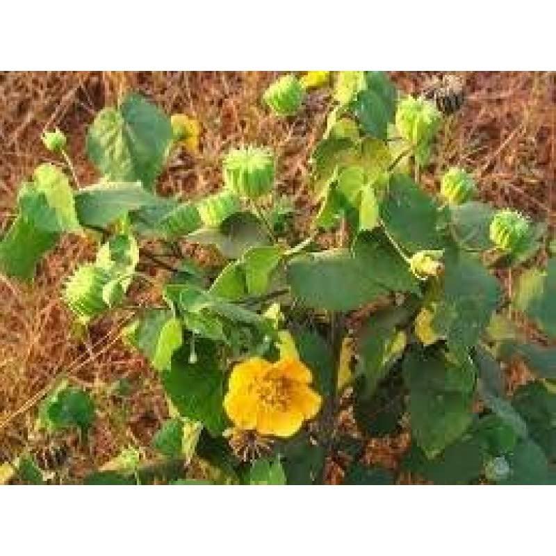 neotea Neotea Indian mallow Abutilon indicum Paniyaratutti thuththi Tutti Seeds 200 gm