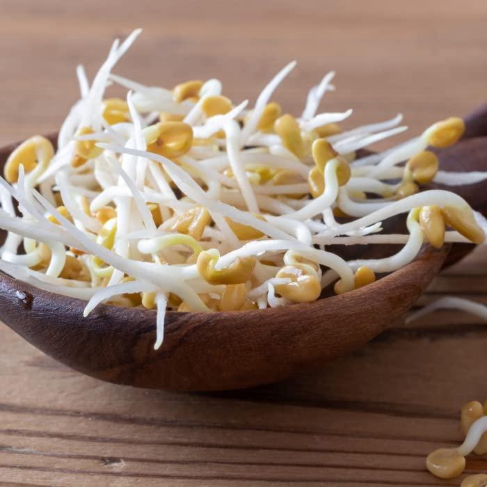 Village-Organica Village-Organica Methi Dana | 250gm | Whole Fenugreek Seeds | Fresh & Natural Dried Fenugreek Seeds | Desi, Native variety | Authentic & Chemical Free |