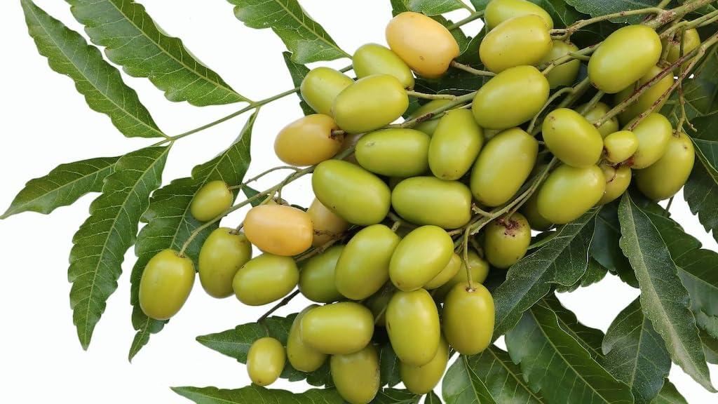 aanaha.ah@gmail.com Neem fruit nimboli for healthy body and suitable for whole body AANAHA herbs Rawmest Neem seed or Nimboli is a natural herb that comes from neem tree Azadirachta indica and Indian lilac.