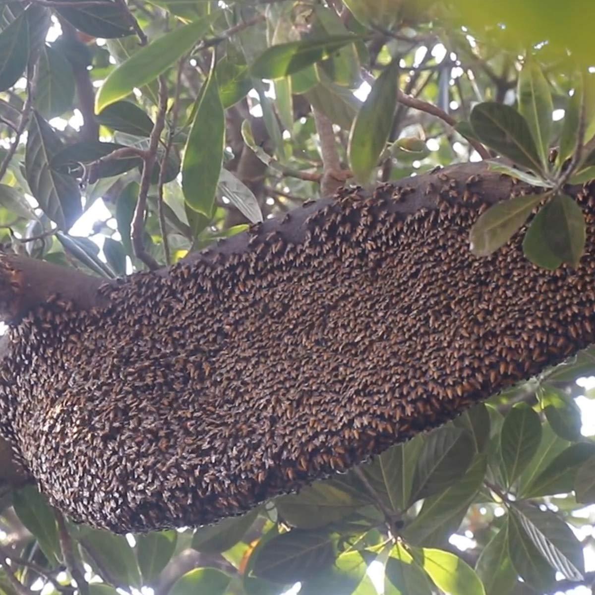 Royal Bee Brothers Royal Bee Brothers | Tribal Natural Forest Honey | Produce of Wild Honey Bees | 100% Raw, Unprocessed, Unheated, Unfiltered, No Chemical, No Adulteration | 250 g