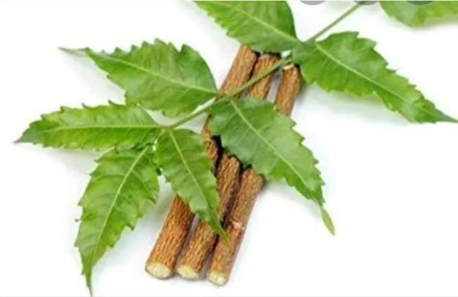Kannaki textiles Organic Neem Datun Toothbrush | Neem Datun Twigs | Neem Chew Sticks (Pack of 15)