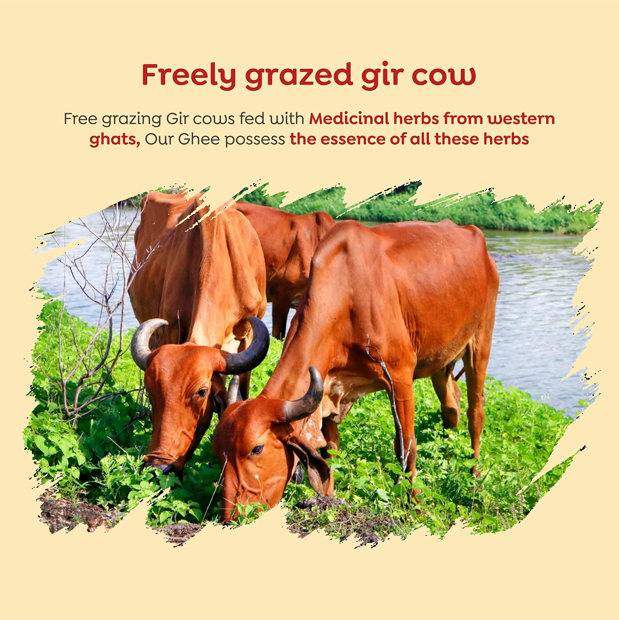 HRIDAYA AYURVEDA Hridaya Ayurveda A2 Gir Cow Ghee 500 ml - Vedic Bilona Method Curd Churned Ghee from Freely Grassed Cow - Unadulterated & Healthy Full Moon Cultured Cow Ghee