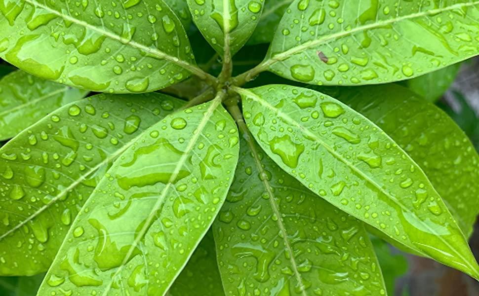 RUDRAKSHA Rudraksha Mango Leaves, Green, Fresh and Organic. Pack of 51 Leaves. Used for Havan, Puja and Festivals.