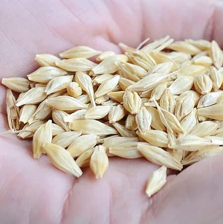 Veganic Veganic Raw Barley Seeds | Jau Seed | Juvar/Cheno (1 kg)