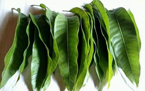 RUDRAKSHA Rudraksha Mango Leaves, Green, Fresh and Organic. Pack of 51 Leaves. Used for Havan, Puja and Festivals.