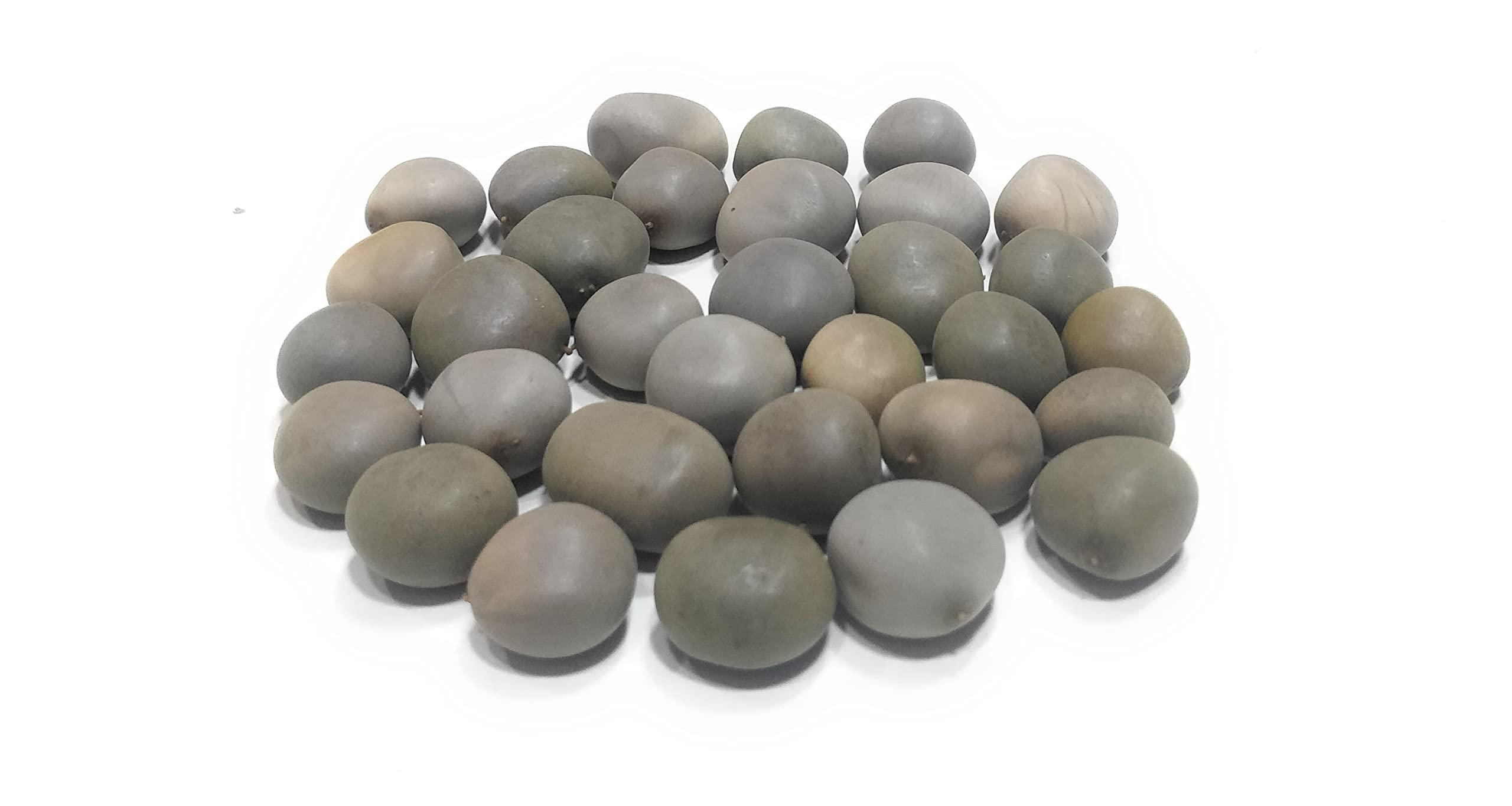 Ayushiv Ayushiv KARANJWA BEEJ (CAESALPINIA BONDUCELLA) - SAGARGOTA - KAT KARANJA SEEDS - KARANJ BEEJ - KALARCHIKKAI - FEVER NUT (1 KG)