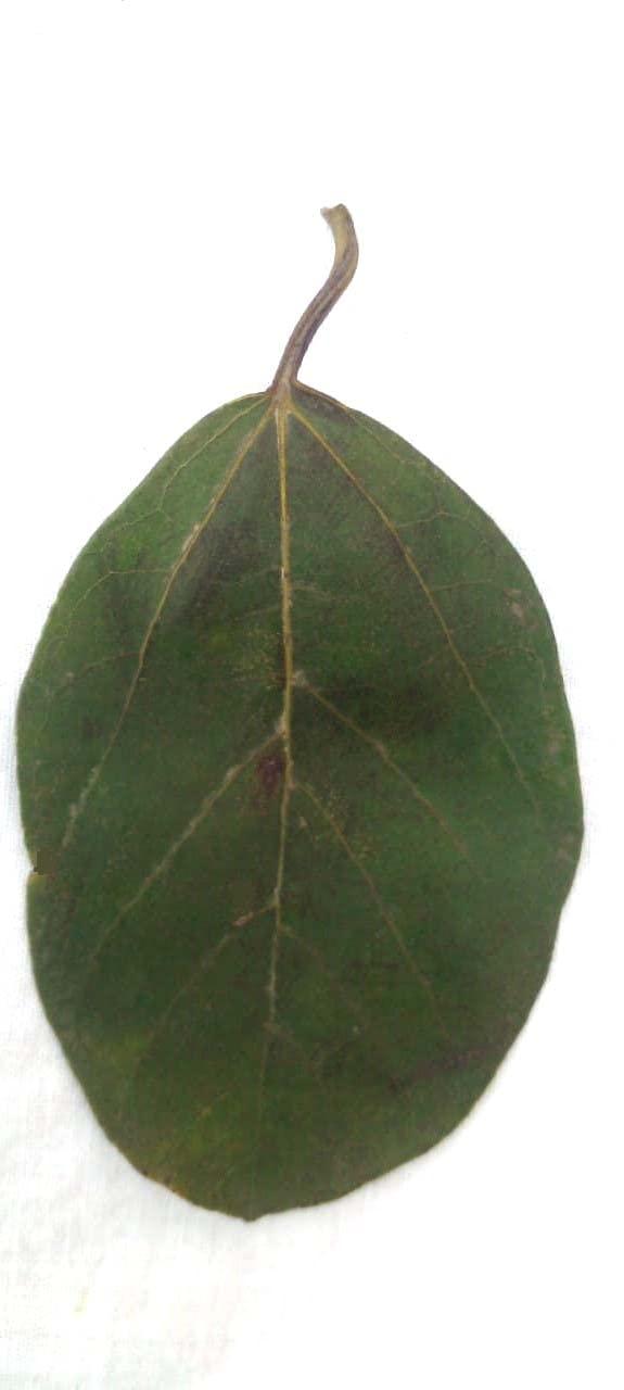 Generic Li6 Fresh Pure Organic Lasura Leaves 250 Gm - Nisodha Ka Patta - Lasode, Lasoda, Lasora Gunda Leaf