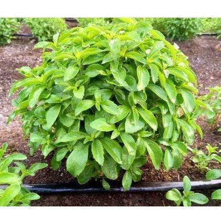 Generic UGANIO Live Stevia Rebaudiana-Sugar Herb-Sweet Leaves Medicinal Plant (with Pot)