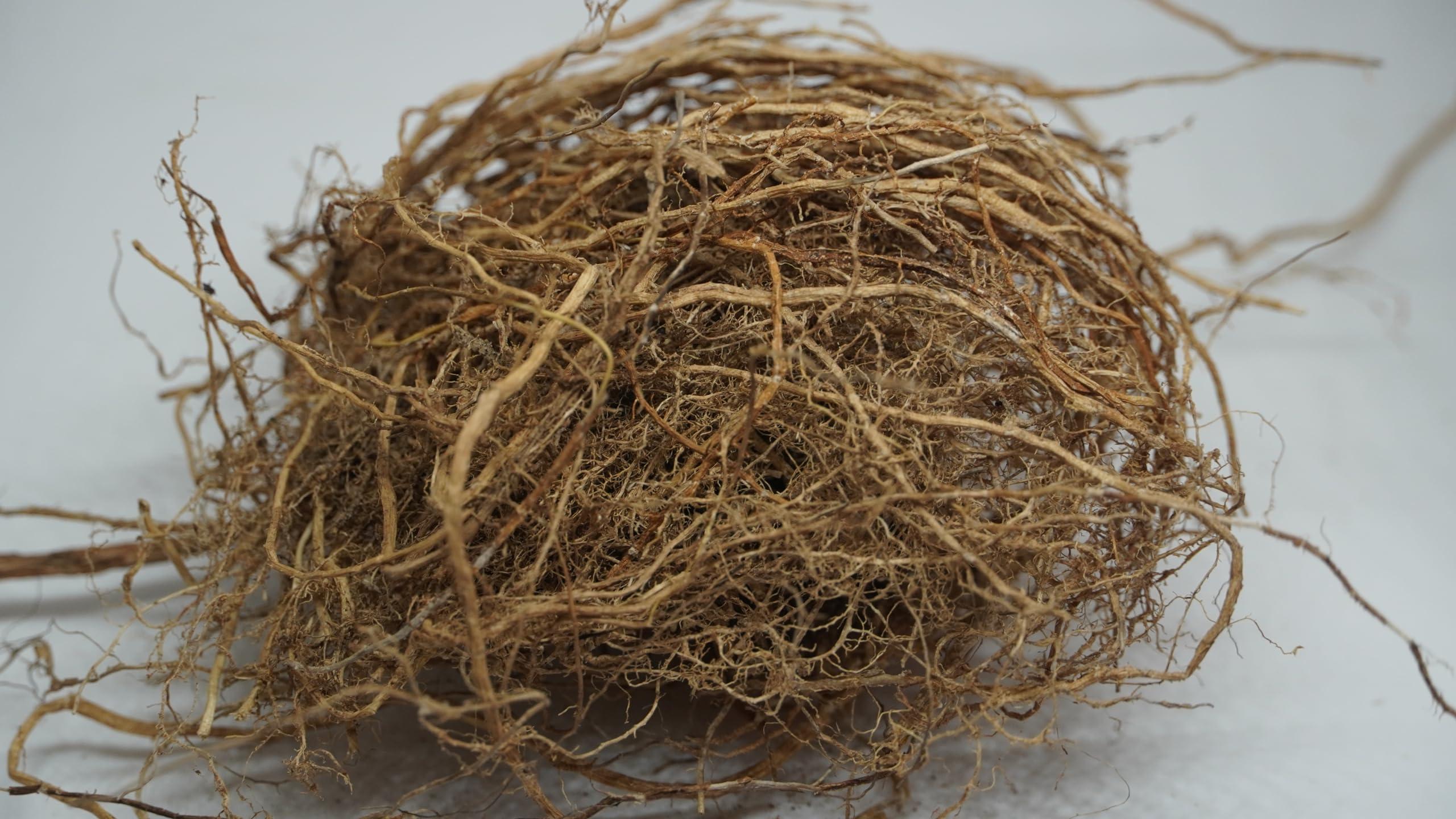 THOGAI THOGAIS -VETTI VAER- VETIVER ROOT/VETIVERIA ZIZANIOIDES/Khas Khas grass/Khus/ (50 GRAMS (PACK OF 1))