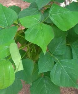 Generic Twfaa kalyana murungai leaf Pangara, Erythrina Variegata, Coral Tree Leaf Powder/Bili Vaarjipe,Mullumuruku,Raktamandar (1 kg)