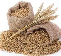 Awadh ORGANIC WHOLE WHEAT GEHU 20 KG BAG, Wheat Whole Premium (Sabut Gehu/Gehoo/Genhu) Godhumai Godhambu Godhumalu Godhi Gehun Gom Ghau GovaGahu Gahama