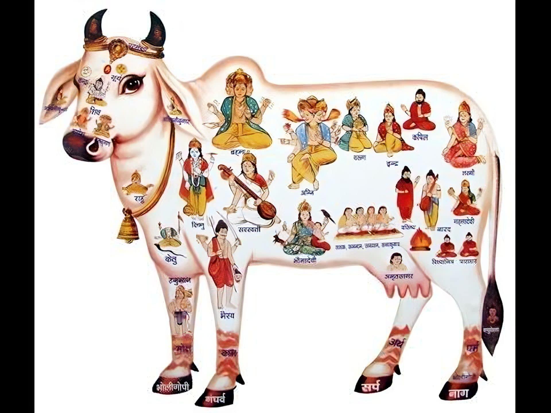 Shri Shyam Enterprises Shri Shyama Desi Gau Mutra/Cow Urine for rituals 200ml pack