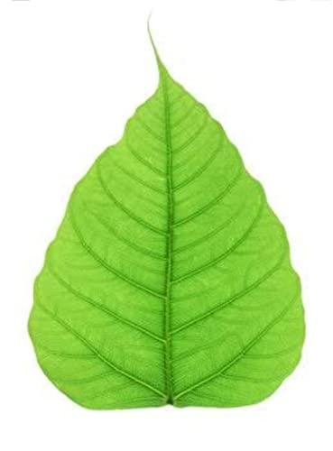 Generic peepal leaf powder pipal arasam ilai organic homemade products medicine and body care 100grm