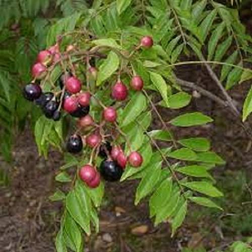 Sjeme Sweet Neem Leaves Seed