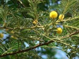 Generic Organic Babool Datun Sticks for Healthy Tooth and Gum Care(Pack of 20 Sticks)