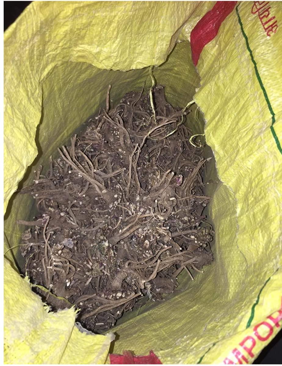 Generic Treasure Wave Safed Aak Plant Root 250Gm,AAK KI JAD