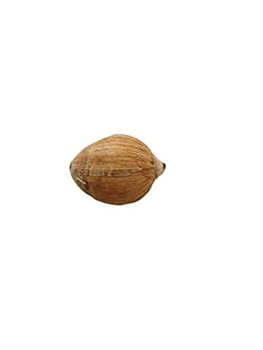 Generic Vedant Enterprises Bharat Original Laghu Coconut - Sriphal - Laghu Nariyal For Pooja |Set of 11 Pieces,Brown,Fresh