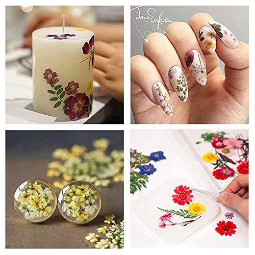 Anjetan Anjetan Real Dried Flower Natural Pressed Flower Leaves Dried Petal Dried Pressed Flower for Bookmark Natural Dried Petals Pressed Petals