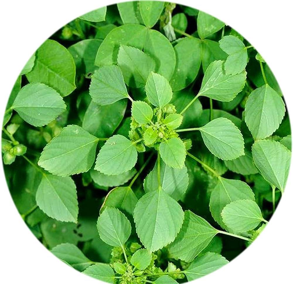 HUNGRY BEAST Spice-M, Acalypha indica | Kuppaimeni | Indian Mercury | Indian Nettle | Kuppikhokhali Moorkonda | murkonda - 250 grams