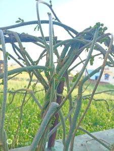 RUKDA RUKDA Giloy stems, Fresh Neem Giloy Plant Stems Giloy Sticks, Guduchi stems Neem Giloy stick 30 cm Long