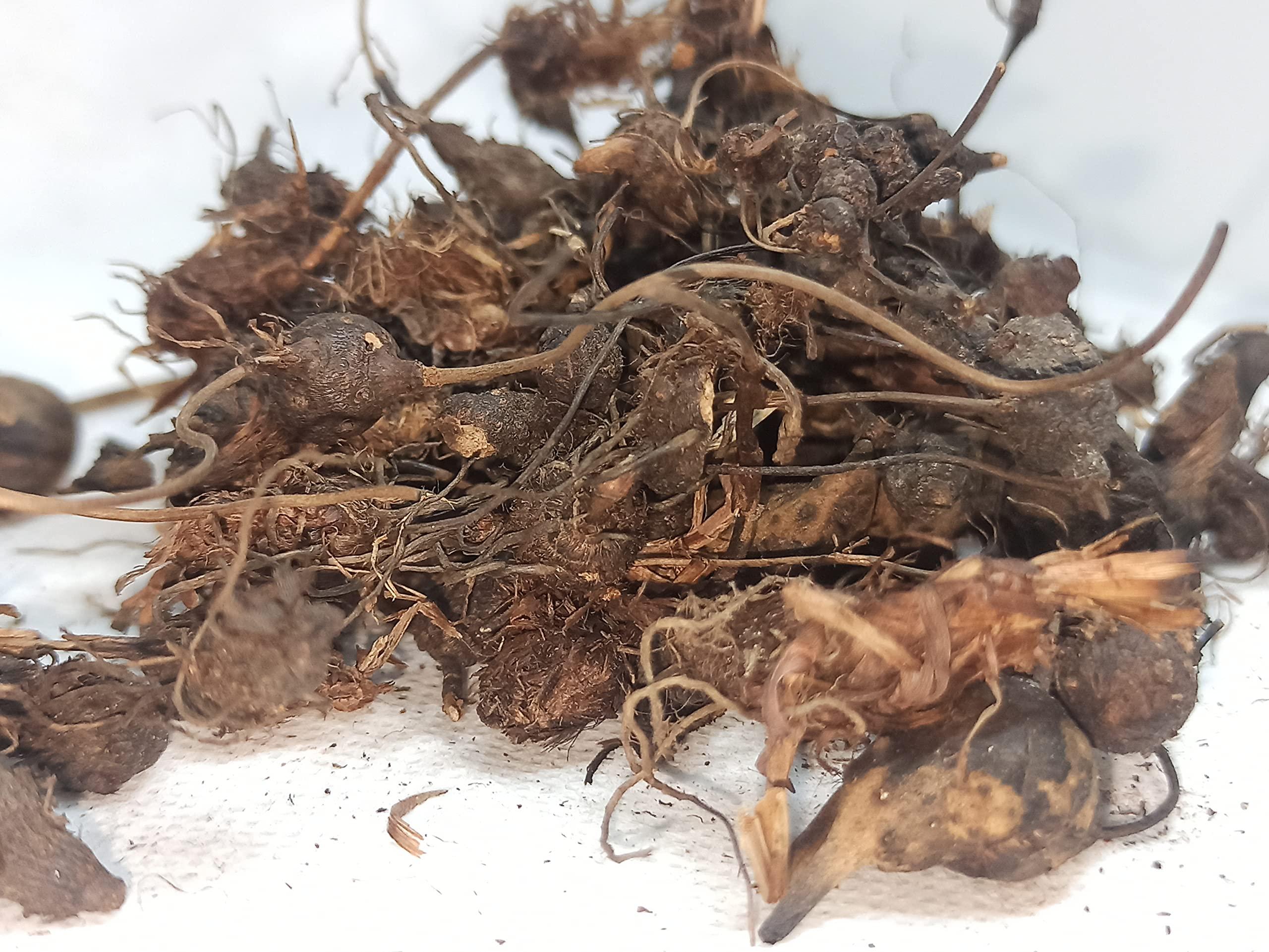 Generic NATURALIFE\'S-*KOORAIKILANGU*-NAGARMOTHA/KORAI KIZHANGU | CYPERUS ROTUNDUS | MUSTA HERB