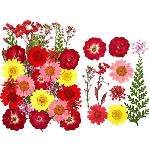 Anjetan Anjetan Real Dried Flower Natural Pressed Flower Leaves Dried Petal Dried Pressed Flower for Bookmark Natural Dried Petals Pressed Petals