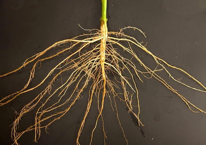 NAVAL Naval Potassium Humate Plant Growth Liquid for Promotes Root Growth | Organic Nutrient for Gardens | Liquid Fertilizer for Plants, Soil Conditioner & Root Growth Promoter - 100% Water Soluble, 1000 ML