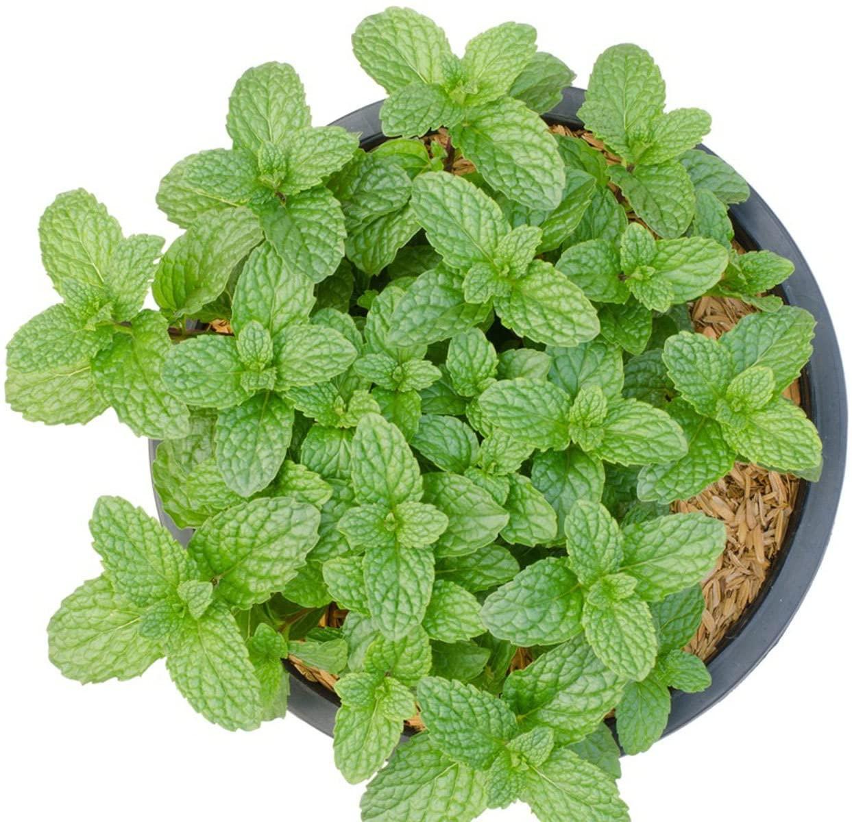 Paudha Seeds Paudha Organic PepperMint pack of 35 seeds