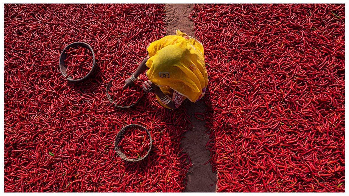 MARWAR Marwar Mathania Mirch Red Chilli Whole & Dry (Sukhi Lal Mirchi Sabut) 400g