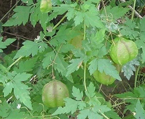 3V PRODUCTS 3V PRODUCTS Organic Mudakathan Keerai Powder 1Kg | Balloon Vine Leaf | Kanphata | Cardiospermum Halicababum for Bone Strength | Joint Pain | 100% Natural Super Food Mixing | Health Benefits