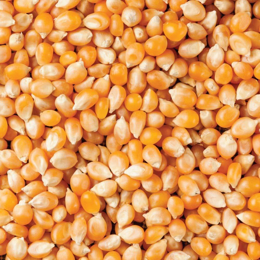 Dry Fruit Hub Dry Fruit Hub Popcorn Kernels 1kg, Corn Kernels, Popcorn, Corn Kernels For Popcorn, Pop Corn Kernels, Unpopped Popcorn (Popcorn Seeds 1Kg)
