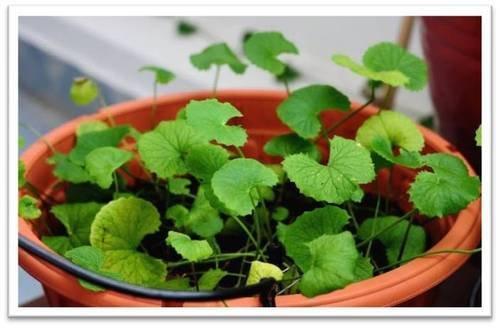 neotea Neotea Vallarai Centella Asiatica Gotu Kola Powder, 300 G