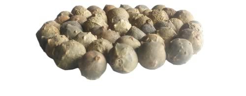 Ayushiv Ayushiv MAJUPHAL (QUERCUS INFECTORIA) - MANJAKANI - OAK GALL - GALLNUTS - Dyer's Oak - BLUE JACK - NUT GALLS (100 GM)