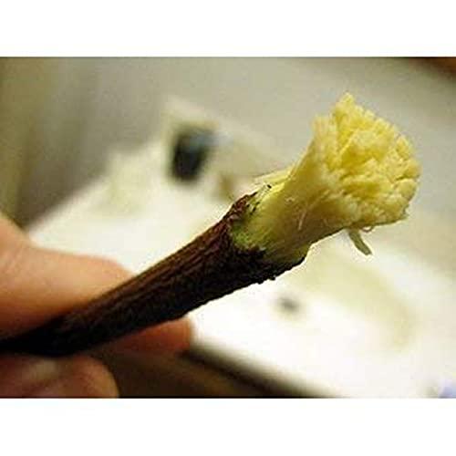 R P Enterprises Organic ll ayurvedic ll Babool Datun ll Manual Tooth Brush II Chewing Stick for Healthy and Strong Teeth for regular use (31)