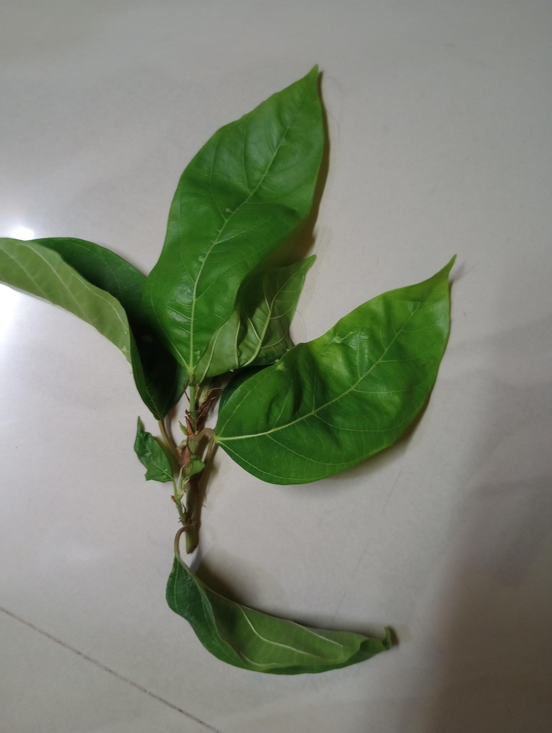 Generic Aadityaa\'s Rare Green JogiDumur Pata/Fresh Jogya Dumur Pataa/Jogi dumur Green Patta, Use for Puja/Astrology/Havan/Health Care, Pack of 250gm.