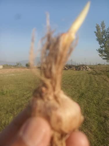 Noor Brand Saffron Noor Brand Saffron (5 Gm Pack)