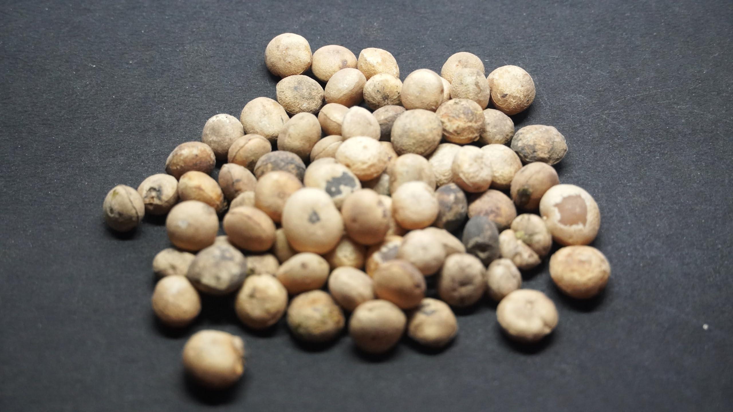 THOGAI THOGAIS- *THETRAN KOTTAI* - / Strychnos Potatorum/Clearing Nut / /Tettamparal/Chillachettu/samaashodhan akharot/Nirmali (50 GRAMS (PACK OF 1))