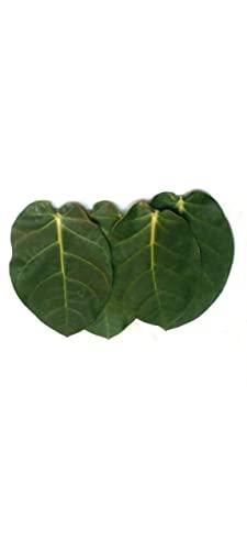 Generic Super Shop Pure Fresh Organic Madar Leaves 15 Pcs indian Ayurvedic Mandar Ke Ped Ka Patta, Patti, Patte - Manar