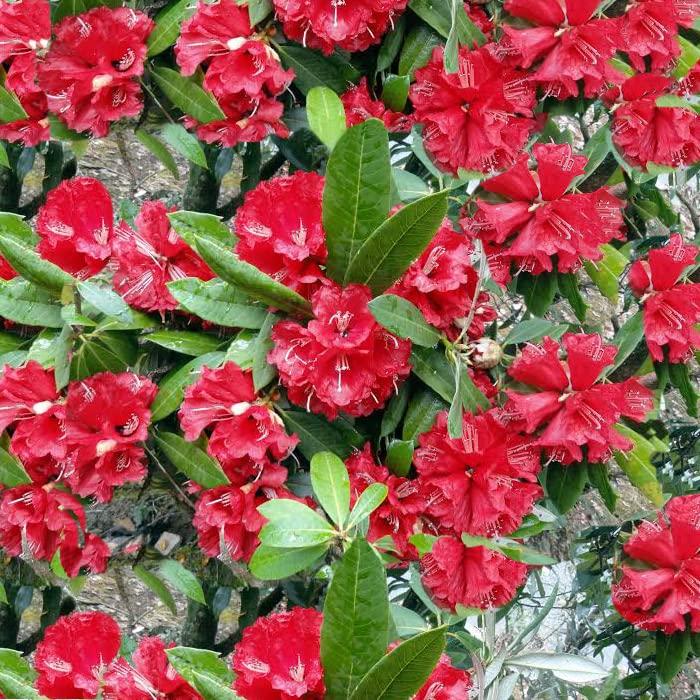 GITAGGED Uttarakhand Buransh SQUASH (The Sanjeevini Flower) – 1Litre GiTAGGED®